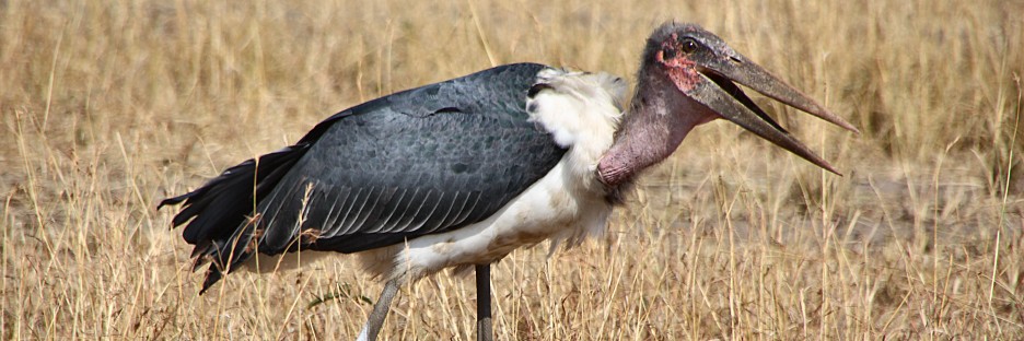 MarabouStork_2315 1.jpg